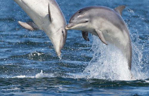 Dolphin View Hillockhead - Foto 52