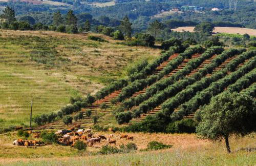 wecamp Reserva Alecrim - Foto 112