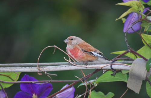 Ferienwohnungen Stricker Harz - Photo 35
