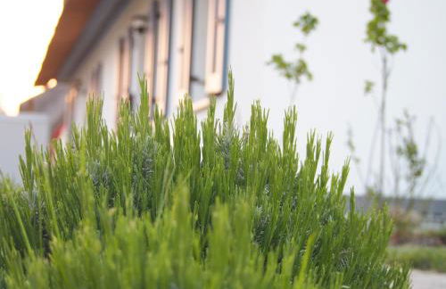 Emilias Hüs, Reethaus in der Bucht von Wismar - Photo 25