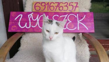 Wyciszek - mazurska agroturystyka - Foto 1