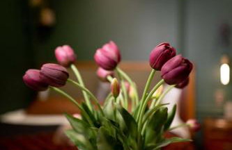 NEW Slytherin Studio - Dogs OK - Foto 30