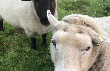 The Little Cabin - Foto 28