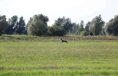 Agroturystyka Żuławiaczek - Foto 17