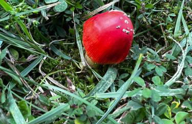 Home in the Heart of W.V. Adventure Country! - Photo 77