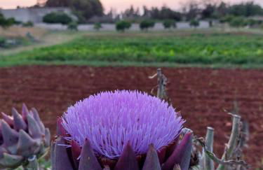 Masseria San Cosimo - Foto 43