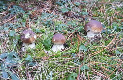 Les Forques de'n Pep - Foto 6