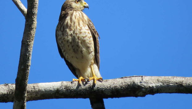 Avistando aves en la reserva de Sian Ka'an