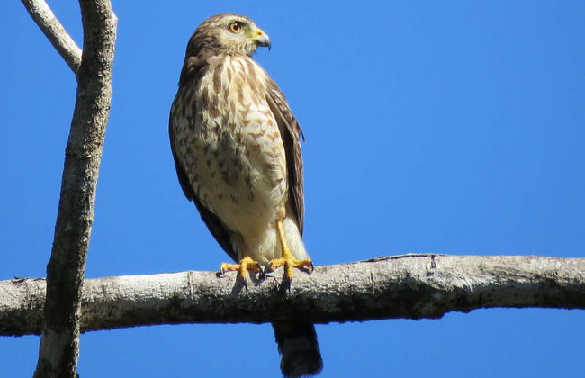 Bird Spotting in Sian Kaʼan Biosphere Reserve - Foto 3