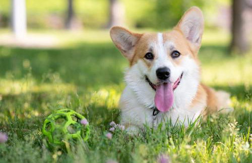 Domus Laetitiae Santa Croce - Foto 39