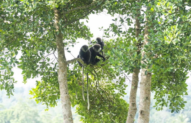 08 Acre Private Tea Estate Close To Galle - Photo 40
