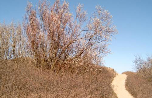 Ferienhäuschen - Foto 3