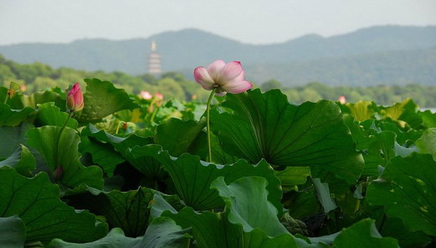 Excursión privada de 1 día a Hangzhou - Foto 3, lago Oeste