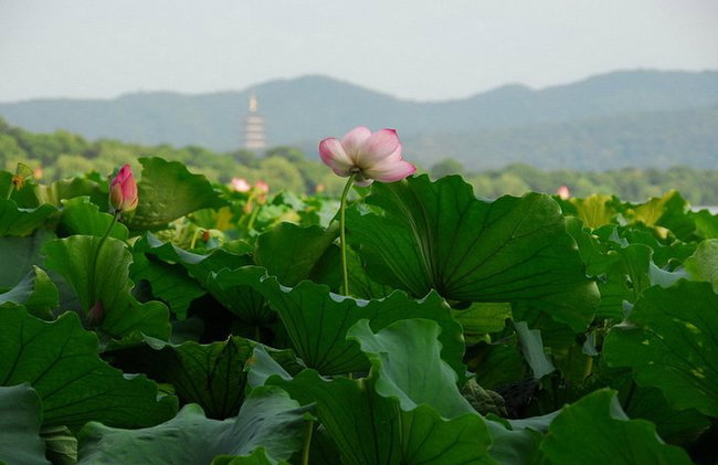 Excursión privada de 1 día a Hangzhou - Foto 3