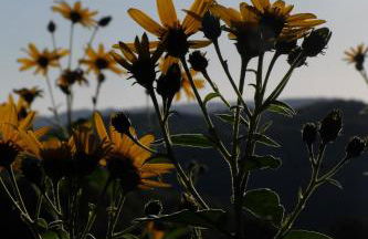 Les Jardins de la Contie - Foto 39