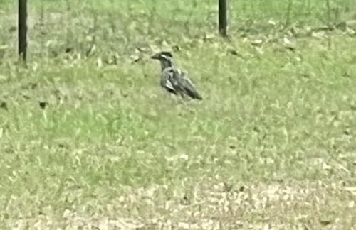 Stunning 1-bed Glamping Tent in Cleveland - Foto 8