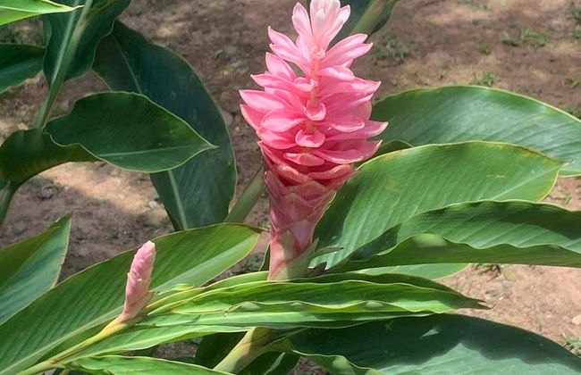 Ceremonia de ayahuasca en Rurrenbaque - Foto 6