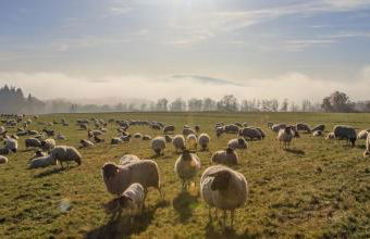 Ferienhof Mültner - Foto 34