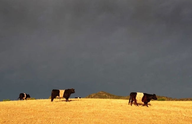 Peppertree Farm - Foto 50