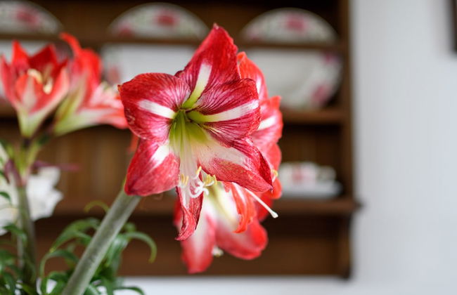 Kimolos Houses - Foto 19