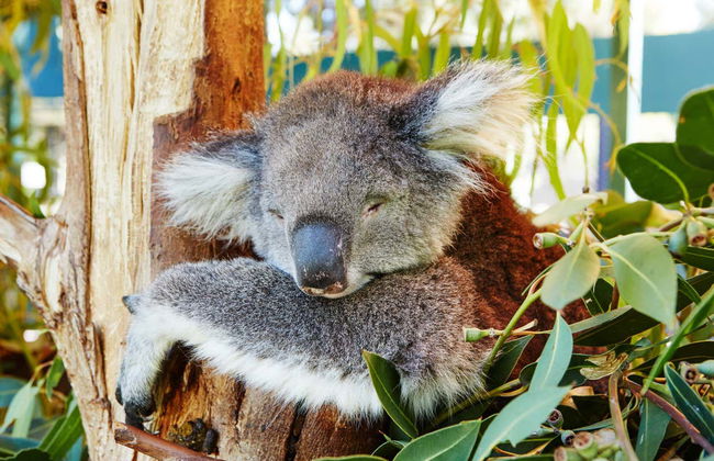 Escursione al Deserto dei Pinnacoli - Foto 6