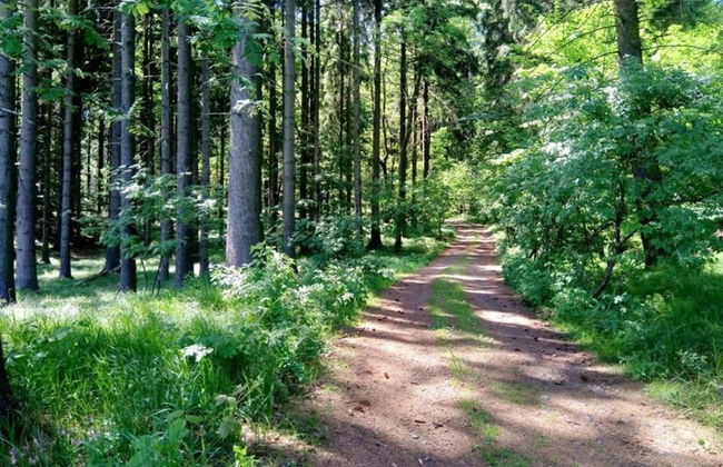 Forest Escape With Garden - Foto 31