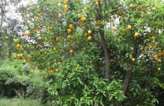 Quinta do Casal da Bica - Foto 45