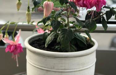 Apartment Rosalie Burgblick EuropaPark in ca 15min erreichbar - Foto 32