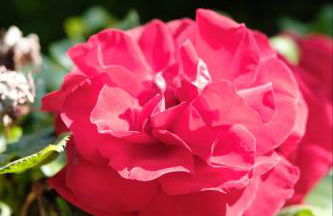 Wohnung mitten im Weinparadies - Foto 9