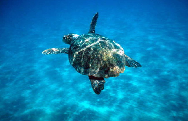 Passeio de barco com fundo de vidro com avistamento de tartarugas - Foto 3