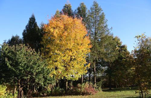 Rezydencja Pod Platanem - Photo 12