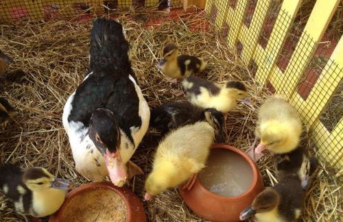 Agriturismo Le Baccane - Foto 13