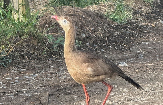 Refúgio dos pinhais - Foto 30