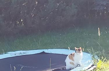 Dom Pod Sosnami - Foto 28