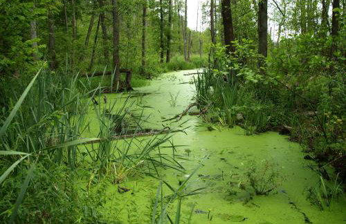 Kwiatowa Zagroda - Foto 14