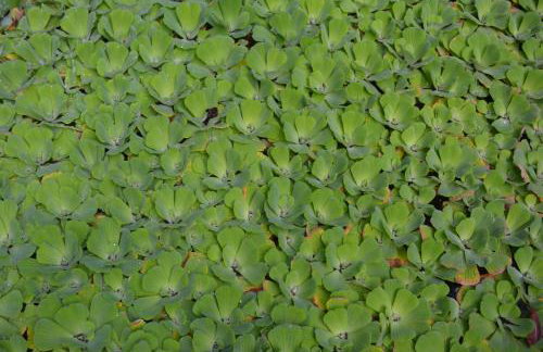 Penthouse Lomo Alto - Foto 51