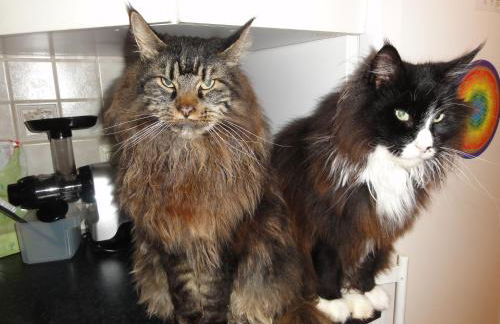 ruhiges Wohnen am Lama und Maine Coon Hof in Alleinlage in Biederbach 3 Zimmer mit Kochgelegenheit Bad - Foto 14