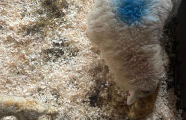 Cosy country cottage in rural location - Foto 15