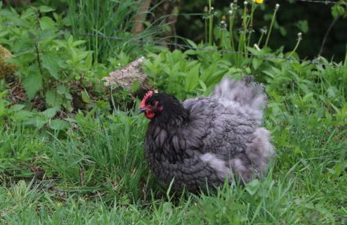 Maison indépendante avec vue exceptionnelle au Pays d'Auge - FR-1-497-259 - Foto 14