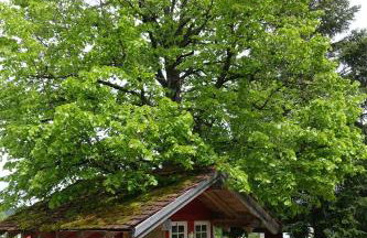 Ferienwohnung Schwarzwaldgrün - Photo 37