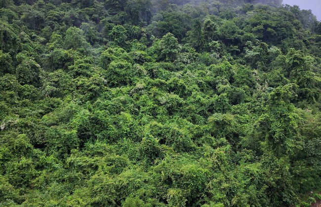 Oabkod khaoyai at forest khaoyai - Foto 53