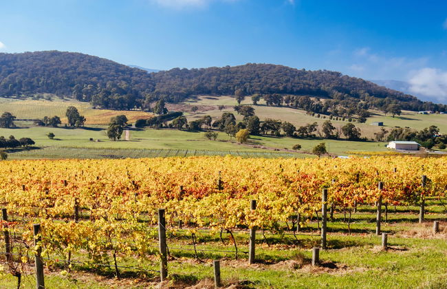 Excursion dans la Yarra Valley - Photo 8