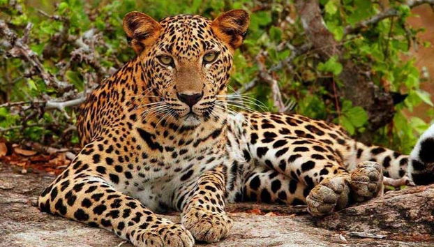 Un léopard au repos
