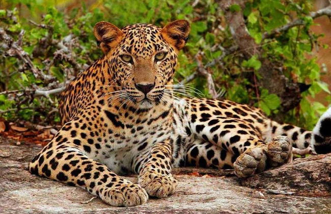 Safari privato nel Parco Nazionale di Yala - Foto 3