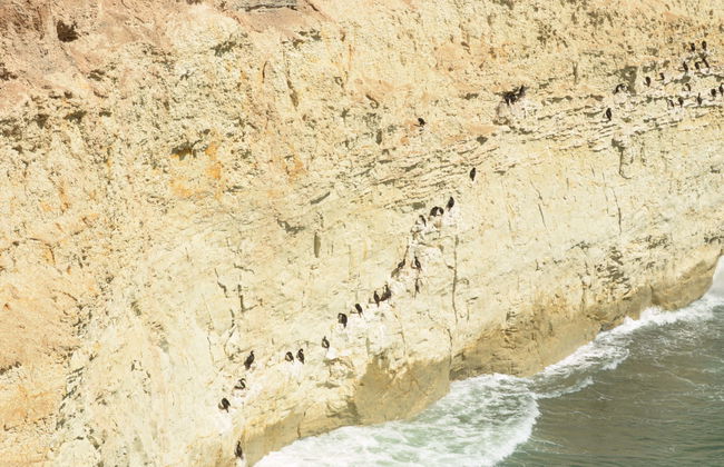 Punta Loma Snorkeling with Sea Lions - Foto 1