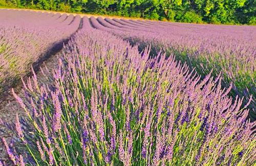 Domaine Lapèze, Gite Le Cabernet. - Foto 25