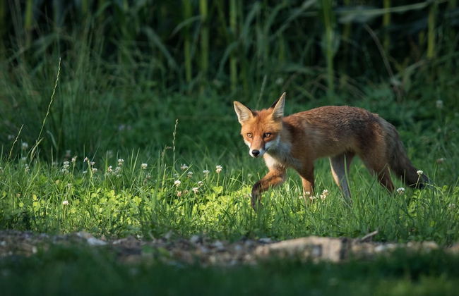 Steigmatt Bauernhof - Erlebnis - Foto 55