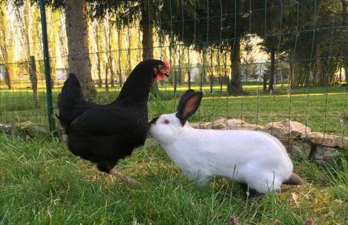Gîte indépendant avec étang - 3 chambres, animaux admis - FR-1-583-382 - Foto 27
