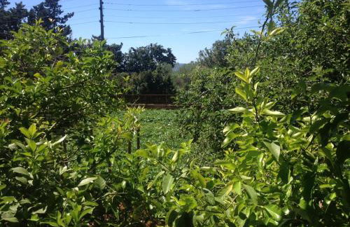 Apartments by the sea Muline, Ugljan - 12533 - Foto 8