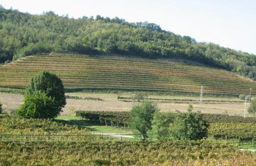 Pizzulin - Wine & Living - Foto 8